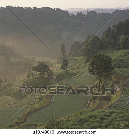 Stock Image - Mist Over Terraced Paddy Fields. Fotosearch