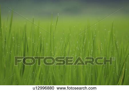 Morning Dew on Rice View Large Photo Image Stock Image - Morning Dew on Rice. Fotosearch