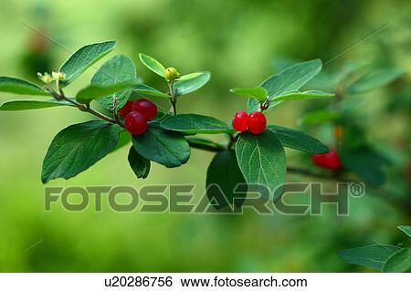 Morrow's honeysuckle (Lonicera morrowii) View Large Photo Image Stock Photograph - Morrow's honeysuckle (Lonicera morrowii). Fotosearch