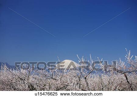 Mount Fuji and Cherry Blossom Tree View Large Photo Image Stock Photography - Mount Fuji and Cherry Blossom Tree. Fotosearch