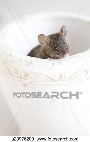 Mouse in Bowl View Large Photo Image Stock Photo - Mouse in Bowl. Fotosearch