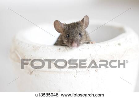 Mouse in Bowl View Large Photo Image Stock Photograph - Mouse in Bowl. Fotosearch