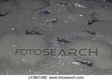 Mudskippers View Large Photo Image Stock Image - Mudskippers. Fotosearch