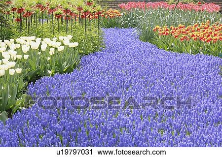 Stock Image - Muscari Flowers in Keukenhof Park. Fotosearch