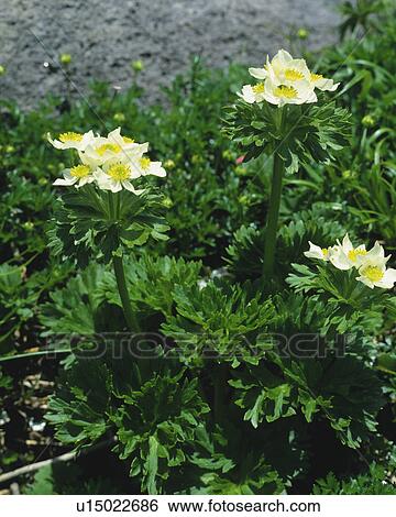 Stock Photograph - Narcissus-flowered Anemone. Fotosearch