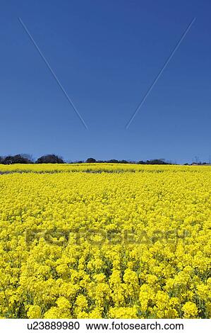Oilseed Rape Blossom Field View Large Photo Image Stock Image - Oilseed Rape Blossom Field. Fotosearch