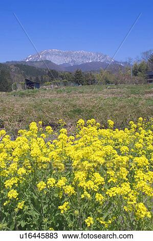 Stock Image - Oilseed Rape Blossoms and Mount Daisen. Fotosearch