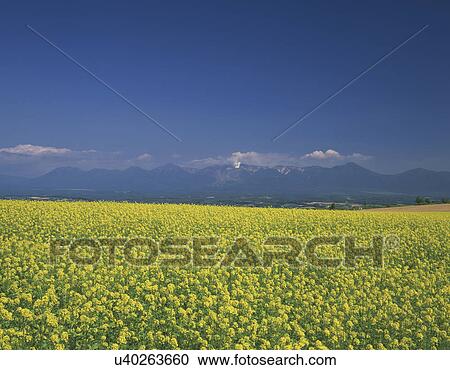 Stock Image - Oilseed Rape Blossoms and Mount Tokachi. Fotosearch