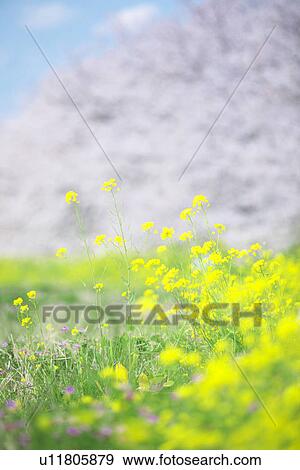 Oilseed Rape Blossoms, Cherry Trees in Background View Large Photo Image Stock Photo - Oilseed Rape Blossoms, Cherry Trees in Background. Fotosearch