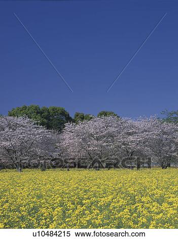 Oilseed Rape Field and Cherry Blossom Trees View Large Photo Image Stock Photography - Oilseed Rape Field and Cherry Blossom Trees. Fotosearch