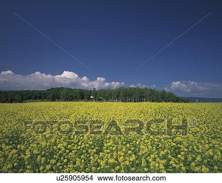 Picture - Oilseed Rape Field. Fotosearch