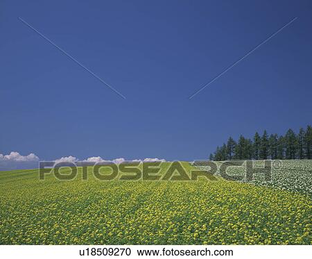 Oilseed Rape Field View Large Photo Image Stock Image - Oilseed Rape Field. Fotosearch