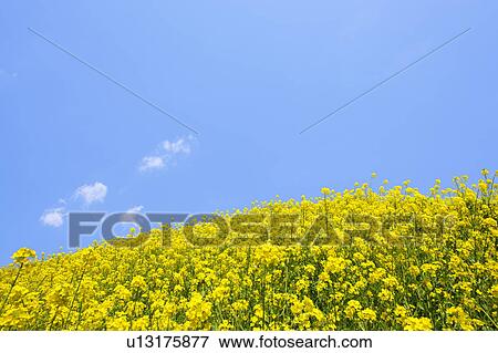 Oilseed Rape Field View Large Photo Image Stock Photo - Oilseed Rape Field. Fotosearch