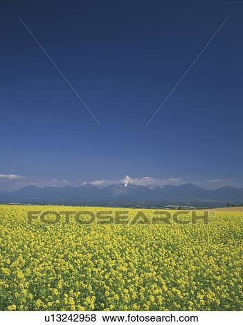 Oilseed Rape Field View Large Photo Image Stock Photo - Oilseed Rape Field. Fotosearch