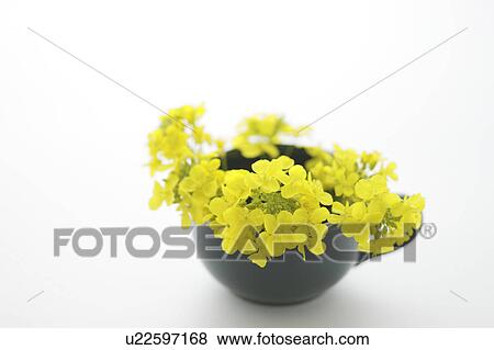 Oilseed rape in a cup View Large Photo Image Stock Photo - Oilseed rape in a cup. Fotosearch