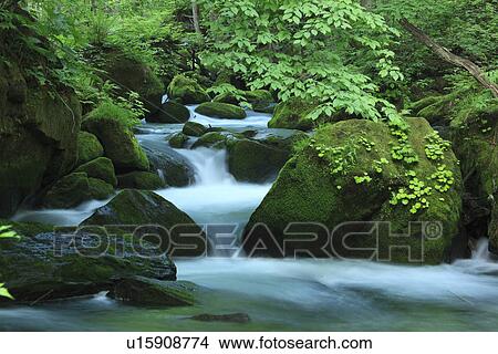 Picture - Oirase river. Fotosearch