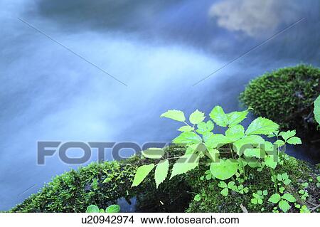 Oirase river View Large Photo Image Picture - Oirase river. Fotosearch