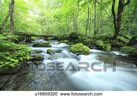 Oirase river View Large Photo Image Stock Image - Oirase river. Fotosearch