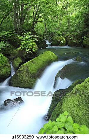 Stock Image - Oirase river. Fotosearch