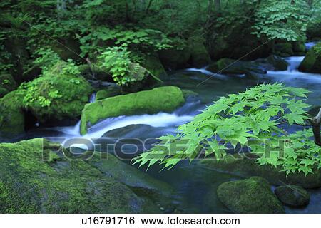 Oirase river View Large Photo Image Stock Photograph - Oirase river. Fotosearch