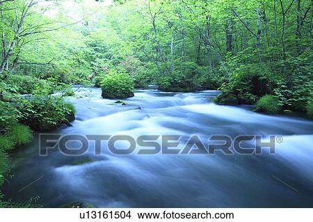 Oirase Stream in Forest View Large Photo Image Picture - Oirase Stream in Forest. Fotosearch