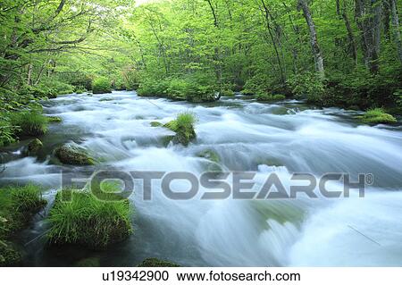 Oirase Stream in Forest View Large Photo Image Stock Image - Oirase Stream in Forest. Fotosearch