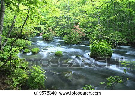 Stock Image - Oirase Stream in Forest. Fotosearch