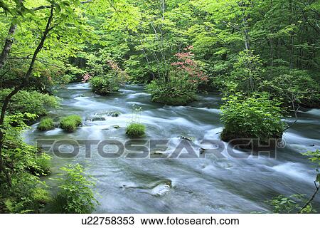 Oirase Stream in Forest View Large Photo Image Stock Image - Oirase Stream in Forest. Fotosearch