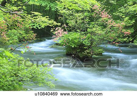 Stock Photo - Oirase Stream in Forest. Fotosearch