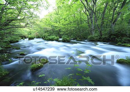 Stock Photo - Oirase Stream in Forest. Fotosearch