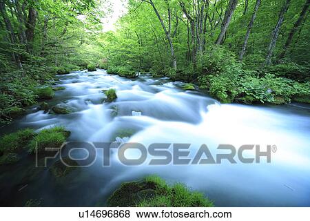 Oirase Stream in Forest View Large Photo Image Stock Photo - Oirase Stream in Forest. Fotosearch