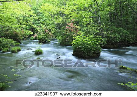 Oirase Stream in Forest View Large Photo Image Stock Photo - Oirase Stream in Forest. Fotosearch