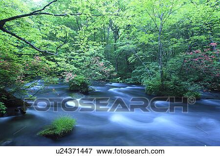 Stock Photo - Oirase Stream in Forest. Fotosearch