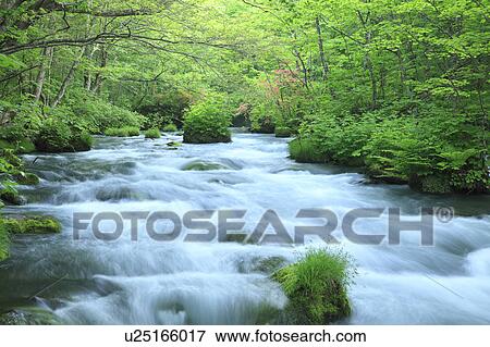 Stock Photo - Oirase Stream in Forest. Fotosearch