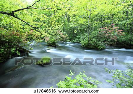 Oirase Stream in Forest View Large Photo Image Stock Photograph - Oirase Stream in Forest. Fotosearch