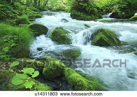 Stock Image - Oirase Stream, Long Exposure. Fotosearch