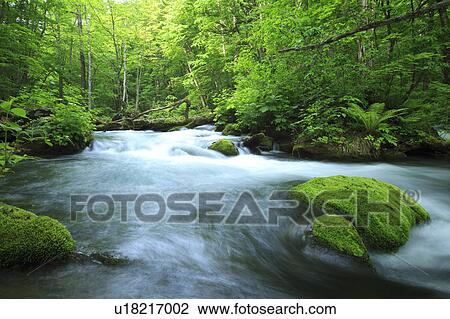 Stock Image - Oirase Stream. Fotosearch