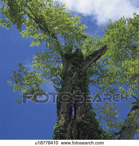 Old Beech Tree View Large Photo Image Stock Image - Old Beech Tree. Fotosearch