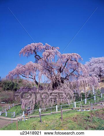 Old Cherry Tree Blossoming View Large Photo Image Stock Image - Old Cherry Tree Blossoming. Fotosearch