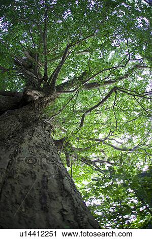 Stock Image - Old Tree. Fotosearch