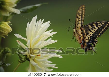 Old World Swallowtail Flying View Large Photo Image Stock Photo - Old World Swallowtail Flying. Fotosearch