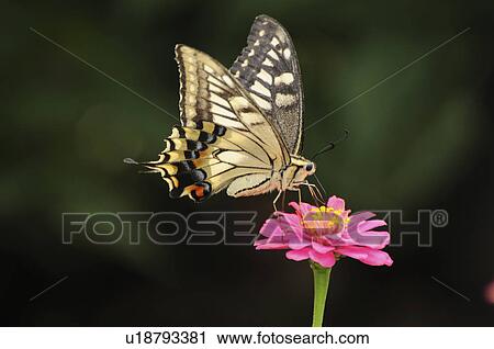 Stock Image - Old World Swallowtail. Fotosearch