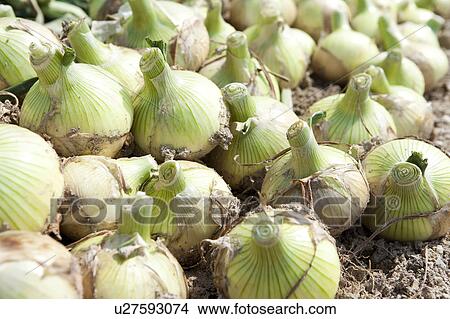 Onions in Field View Large Photo Image Picture - Onions in Field. Fotosearch