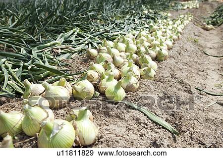 Onions in Field View Large Photo Image Stock Photo - Onions in Field. Fotosearch