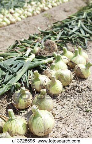 Onions in Field View Large Photo Image Stock Photograph - Onions in Field. Fotosearch
