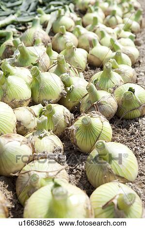 Onions in Field View Large Photo Image Stock Photography - Onions in Field. Fotosearch