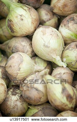Onions View Large Photo Image Stock Image - Onions. Fotosearch
