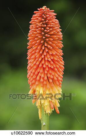 Orange Flower View Large Photo Image Stock Image - Orange Flower. Fotosearch