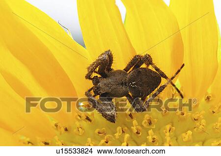 Picture - Orb-weaver Spider on Yellow Flower. Fotosearch