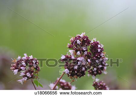 Oregano Flowers View Large Photo Image Stock Photograph - Oregano Flowers. Fotosearch